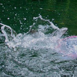 小菅トラウトガーデン 釣果