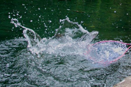 小菅トラウトガーデン 釣果