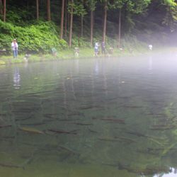 小菅トラウトガーデン 釣果