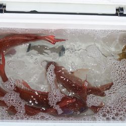 松本釣船2 釣果