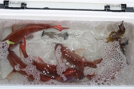 松本釣船2 釣果