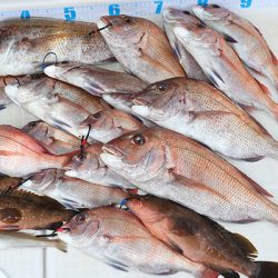 松本釣船2 釣果