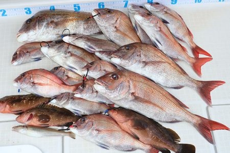 松本釣船2 釣果