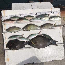 本部釣りイカダ 釣果