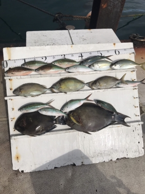 本部釣りイカダ 釣果