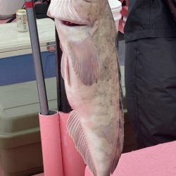 第八平成丸 釣果