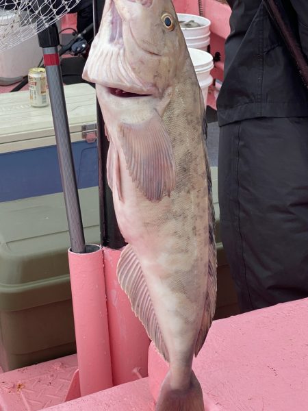 第八平成丸 釣果