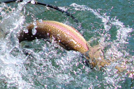 小菅トラウトガーデン 釣果