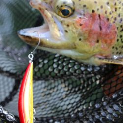 小菅トラウトガーデン 釣果