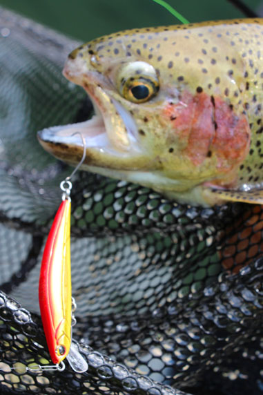 小菅トラウトガーデン 釣果