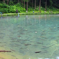 小菅トラウトガーデン 釣果