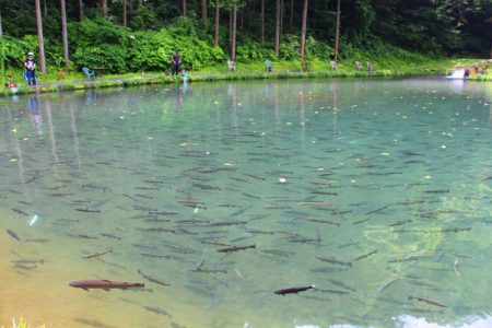 小菅トラウトガーデン 釣果