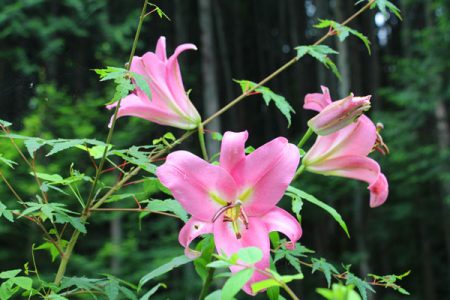 小菅トラウトガーデン 釣果