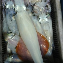 海龍丸(福岡) 釣果