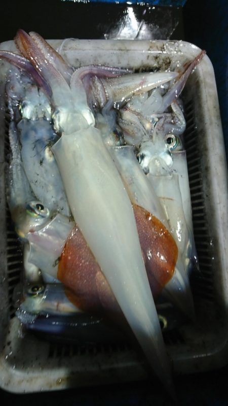 海龍丸(福岡) 釣果