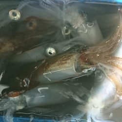 海龍丸(福岡) 釣果