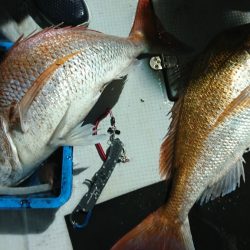 海龍丸(福岡) 釣果