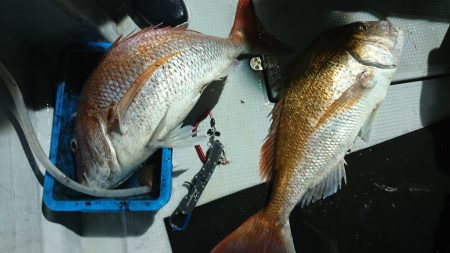 海龍丸(福岡) 釣果