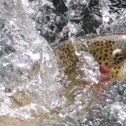 小菅トラウトガーデン 釣果