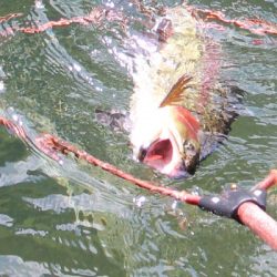 小菅トラウトガーデン 釣果