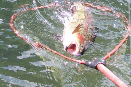 小菅トラウトガーデン 釣果