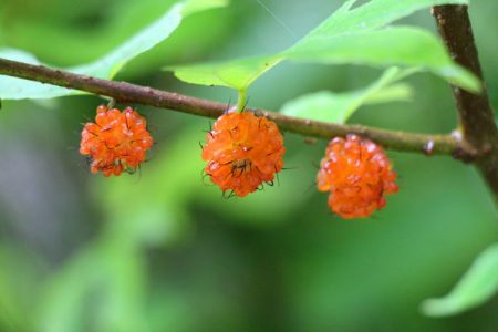 小菅トラウトガーデン 釣果