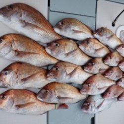 遊漁船 幸友丸 釣果