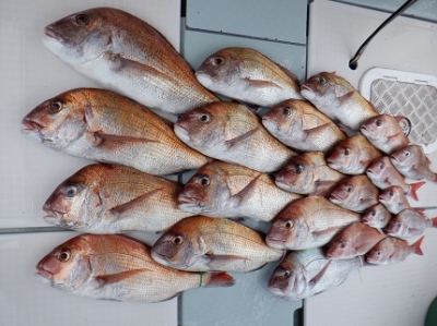 遊漁船 幸友丸 釣果