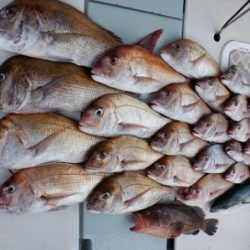 遊漁船 幸友丸 釣果