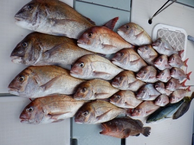 遊漁船 幸友丸 釣果