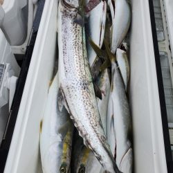 武士(SAMURAI) 釣果