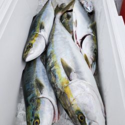 武士(SAMURAI) 釣果