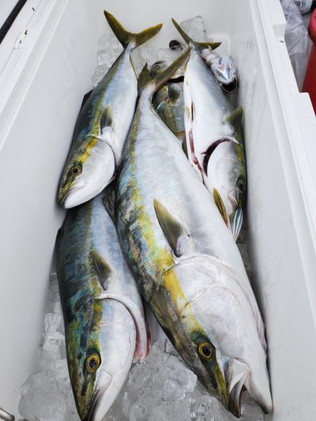 武士(SAMURAI) 釣果