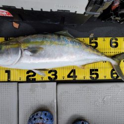 武士(SAMURAI) 釣果