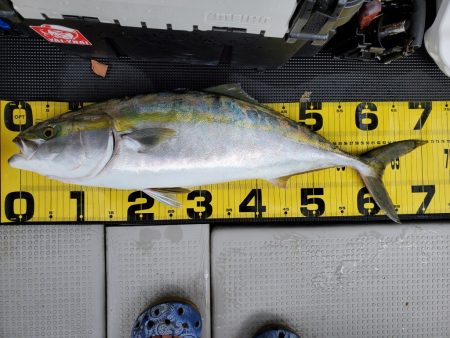 武士(SAMURAI) 釣果