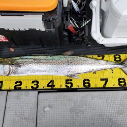 武士(SAMURAI) 釣果