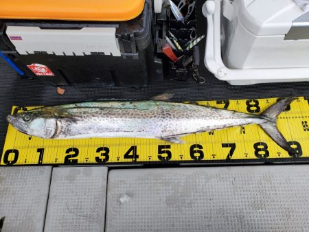 武士(SAMURAI) 釣果