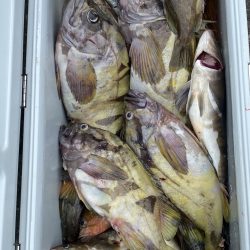 第八平成丸 釣果