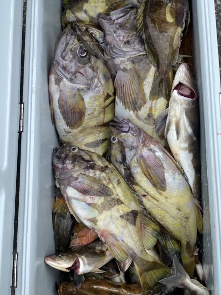 第八平成丸 釣果