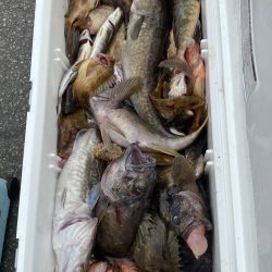 第八平成丸 釣果