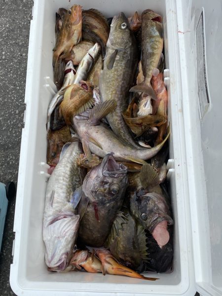 第八平成丸 釣果