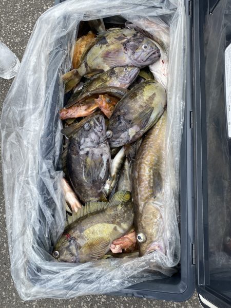 第八平成丸 釣果