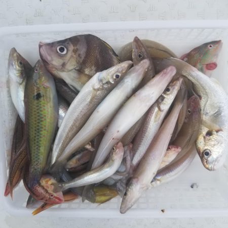 内浜丸 釣果