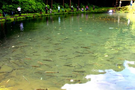 小菅トラウトガーデン 釣果