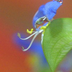 小菅トラウトガーデン 釣果