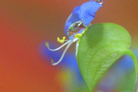 小菅トラウトガーデン 釣果