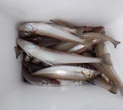 遊漁船 幸友丸 釣果