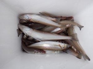 遊漁船 幸友丸 釣果