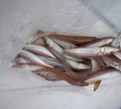 遊漁船 幸友丸 釣果