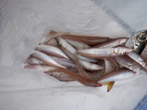 遊漁船 幸友丸 釣果